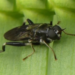 Exaireta spinigera at Braemar, NSW - 6 Jan 2023 08:24 AM