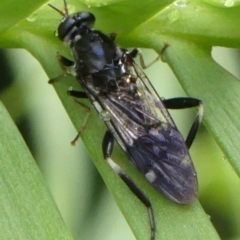 Exaireta spinigera at Braemar, NSW - 6 Jan 2023 08:24 AM