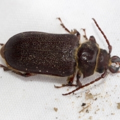 Sceleocantha glabricollis (Wattle root longicorn) at Higgins, ACT - 3 Jan 2023 by AlisonMilton