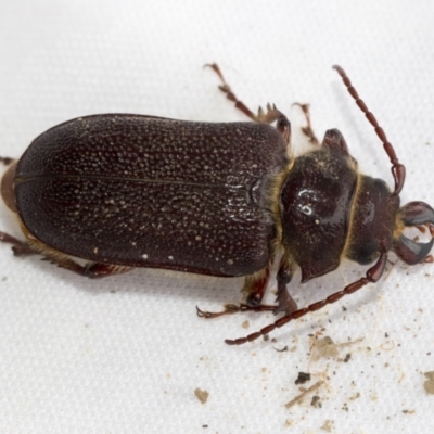 Sceleocantha glabricollis (Wattle root longicorn) at Higgins, ACT - 3 Jan 2023 by AlisonMilton