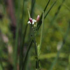 Epilobium billardiereanum subsp. hydrophilum at Gibraltar Pines - 3 Jan 2023 by RAllen