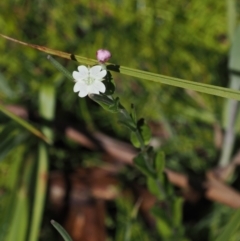 Epilobium billardiereanum subsp. hydrophilum at Paddys River, ACT - 3 Jan 2023 11:38 AM