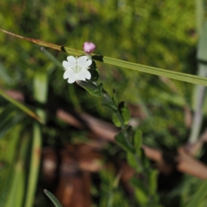 Epilobium billardiereanum subsp. hydrophilum at Paddys River, ACT - 3 Jan 2023