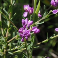 Comesperma retusum at Paddys River, ACT - 3 Jan 2023 by RAllen