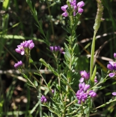 Comesperma retusum at Paddys River, ACT - suppressed