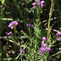 Comesperma retusum at suppressed - 3 Jan 2023