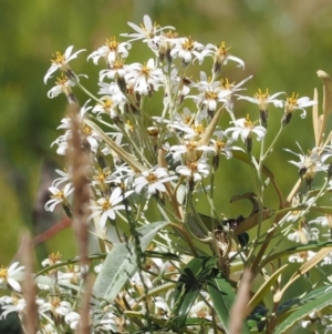 Olearia megalophylla at Paddys River, ACT - 3 Jan 2023