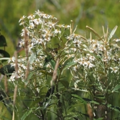 Olearia megalophylla at Paddys River, ACT - 3 Jan 2023