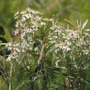 Olearia megalophylla at Paddys River, ACT - 3 Jan 2023 11:45 AM