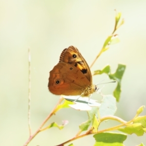 Heteronympha penelope at Paddys River, ACT - 3 Jan 2023 11:48 AM