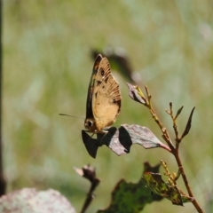 Heteronympha penelope at Paddys River, ACT - 3 Jan 2023 11:48 AM