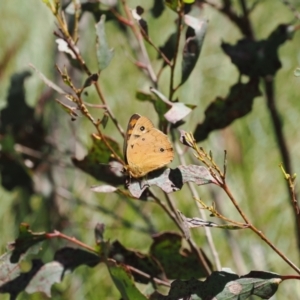 Heteronympha penelope at Paddys River, ACT - 3 Jan 2023 11:48 AM