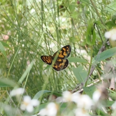 Heteronympha cordace (Bright-eyed Brown) at Gibraltar Pines - 3 Jan 2023 by RAllen