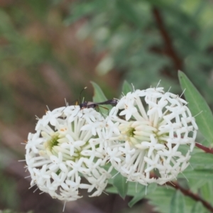 Enchoptera apicalis at Paddys River, ACT - 3 Jan 2023