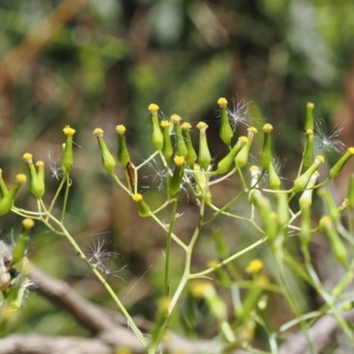 Senecio sp. (A Fireweed) at Gibraltar Pines - 3 Jan 2023 by RAllen
