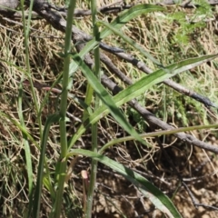 Senecio sp. at Paddys River, ACT - 3 Jan 2023 12:04 PM