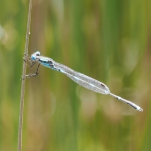 Austrolestes leda at Paddys River, ACT - 3 Jan 2023