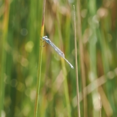 Austrolestes leda at Paddys River, ACT - 3 Jan 2023