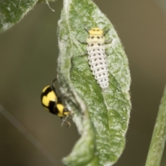 Illeis galbula (Fungus-eating Ladybird) at Higgins, ACT - 31 Dec 2022 by AlisonMilton