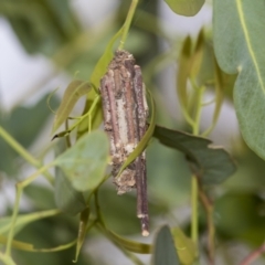 Psychidae (family) IMMATURE (Unidentified case moth or bagworm) at Higgins, ACT - 31 Dec 2022 by AlisonMilton