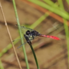 Nannophya dalei (Eastern Pygmyfly) at Gibraltar Pines - 3 Jan 2023 by RAllen