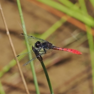 Nannophya dalei at Paddys River, ACT - suppressed