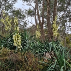 Yucca aloifolia (Spanish Bayonet) at Jerrabomberra, ACT - 6 Jan 2023 by Mike
