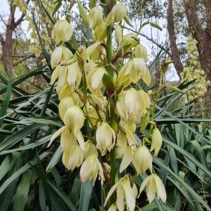 Yucca aloifolia at Jerrabomberra, ACT - 6 Jan 2023