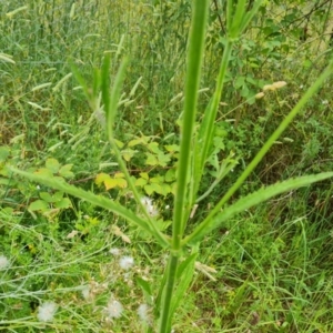 Verbena incompta at Jerrabomberra, ACT - 6 Jan 2023 03:49 PM