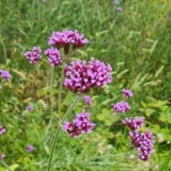 Verbena incompta at Jerrabomberra, ACT - 6 Jan 2023 03:49 PM