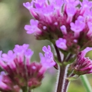 Verbena incompta at Jerrabomberra, ACT - 6 Jan 2023 03:49 PM