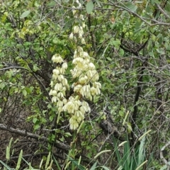 Yucca aloifolia (Spanish Bayonet) at Isaacs Ridge and Nearby - 6 Jan 2023 by Mike