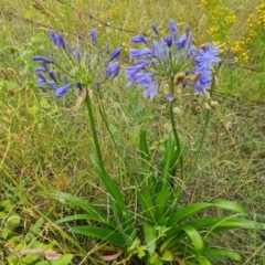 Agapanthus praecox subsp. orientalis (Agapanthus) at Jerrabomberra, ACT - 6 Jan 2023 by Mike