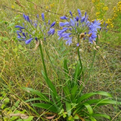 Agapanthus praecox subsp. orientalis (Agapanthus) at Isaacs Ridge and Nearby - 6 Jan 2023 by Mike