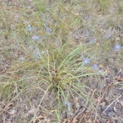 Eryngium ovinum (Blue Devil) at Isaacs Ridge and Nearby - 6 Jan 2023 by Mike