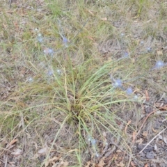 Eryngium ovinum (Blue Devil) at Jerrabomberra, ACT - 6 Jan 2023 by Mike