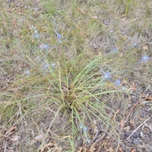 Eryngium ovinum at Jerrabomberra, ACT - 6 Jan 2023 03:29 PM