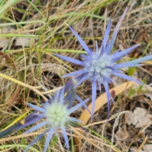 Eryngium ovinum at Jerrabomberra, ACT - 6 Jan 2023 03:29 PM