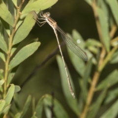 Austrolestes analis (Slender Ringtail) at Higgins, ACT - 22 Dec 2022 by AlisonMilton