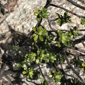 Asterolasia trymalioides at Tennent, ACT - 15 Dec 2022