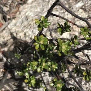 Asterolasia trymalioides at Tennent, ACT - 15 Dec 2022 11:54 AM