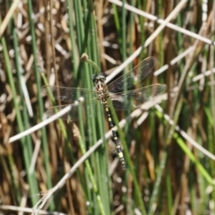 Synthemis eustalacta (Swamp Tigertail) at Gibraltar Pines - 3 Jan 2023 by RAllen