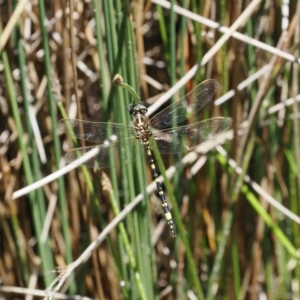 Synthemis eustalacta at Paddys River, ACT - 3 Jan 2023