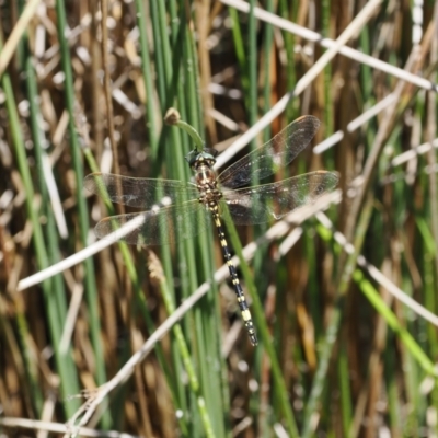 Synthemis eustalacta (Swamp Tigertail) at Paddys River, ACT - 3 Jan 2023 by RAllen