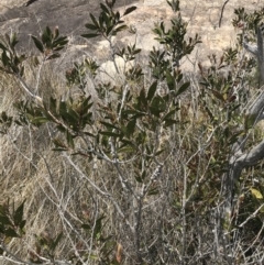 Callistemon pallidus (Lemon Bottlebrush) at Tennent, ACT - 15 Dec 2022 by Tapirlord