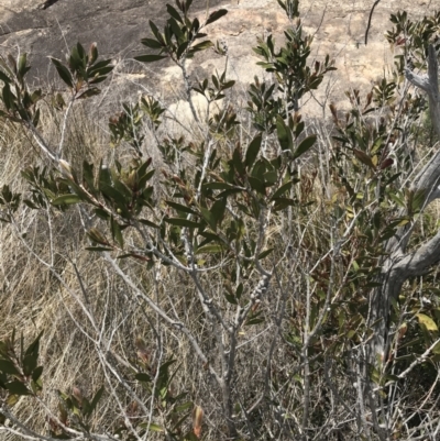 Callistemon pallidus (Lemon Bottlebrush) at Tennent, ACT - 15 Dec 2022 by Tapirlord