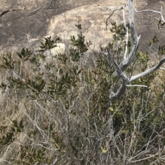 Callistemon pallidus at Tennent, ACT - 15 Dec 2022