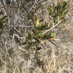 Callistemon pallidus at Tennent, ACT - 15 Dec 2022