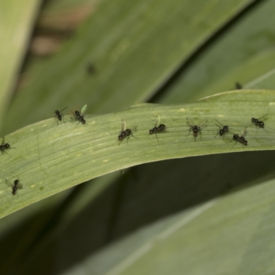 Parapalaeosepsis plebeia (Ant fly) at Higgins, ACT - 26 Dec 2022 by AlisonMilton