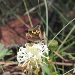 Trapezites phigalioides (Montane Ochre) at Gibraltar Pines - 3 Jan 2023 by RAllen